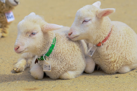 8月27日 感謝祭✨🐑